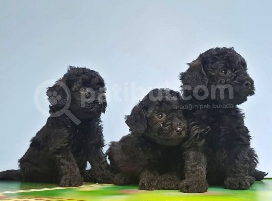 Si̇yah Toy Poodle Yavrusu görsel