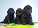 SİYAH TOY POODLE YAVRUSU