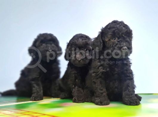 Si̇yah Toy Poodle Yavrusu