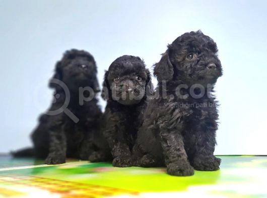 Si̇yah Toy Poodle Yavrusu görsel