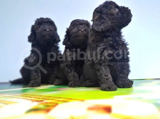 Si̇yah Toy Poodle Yavrusu görsel