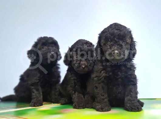 Si̇yah Toy Poodle Yavrusu görsel