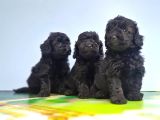 Si̇yah Toy Poodle Yavrusu