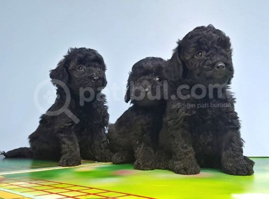 Si̇yah Toy Poodle Yavrusu görsel
