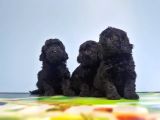 Si̇yah Toy Poodle Yavrusu