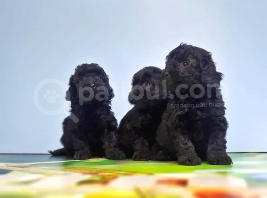 Si̇yah Toy Poodle Yavrusu görsel