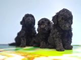 Si̇yah Toy Poodle Yavrusu