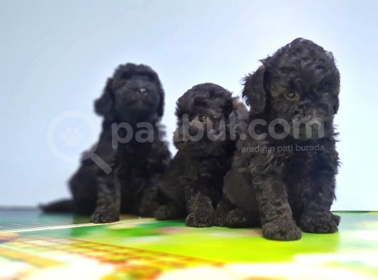 Si̇yah Toy Poodle Yavrusu görsel