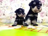 Mi̇nyatür Schnauzer Yavrular