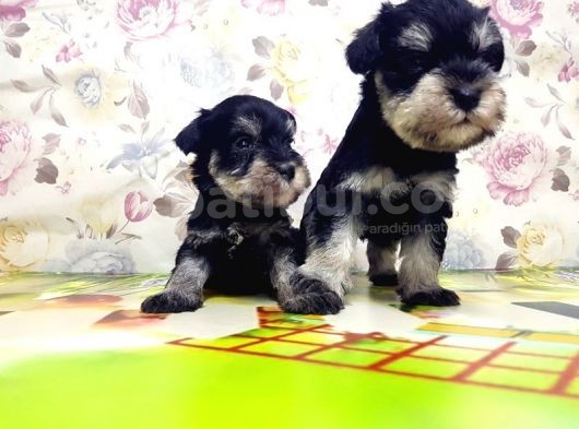 Mi̇nyatür Schnauzer Yavrular görsel