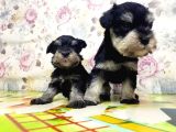 Mi̇nyatür Schnauzer Yavrular
