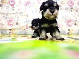 Mi̇nyatür Schnauzer Yavrular