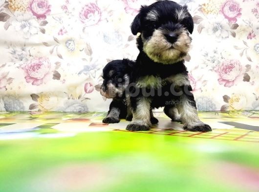 Mi̇nyatür Schnauzer Yavrular görsel