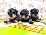 MİNYATÜR SCHNAUZER YAVRULAR