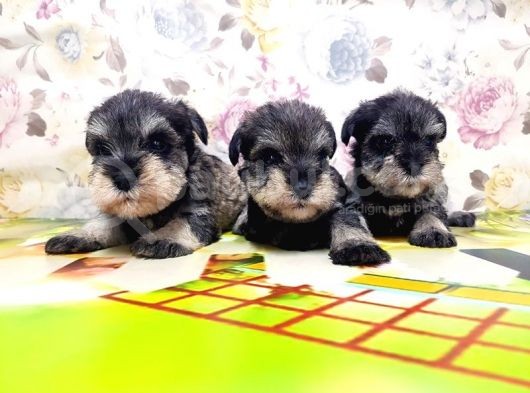 Mi̇nyatür Schnauzer Yavrular
