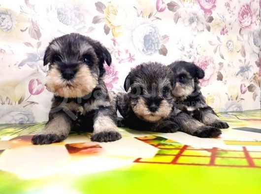 Mi̇nyatür Schnauzer Yavrular görsel