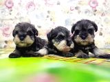 Mi̇nyatür Schnauzer Yavrular