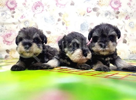 Mi̇nyatür Schnauzer Yavrular görsel