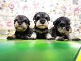 Mi̇nyatür Schnauzer Yavrular
