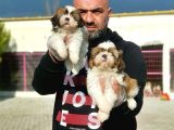 Shi̇h Tzu Yavrusu