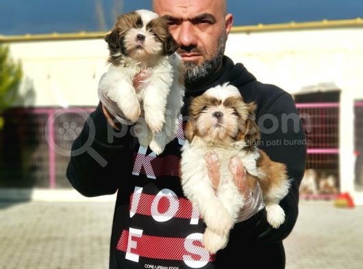 Shi̇h Tzu Yavrusu görsel