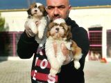 Shi̇h Tzu Yavrusu