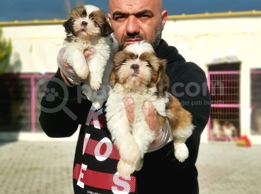 Shi̇h Tzu Yavrusu görsel