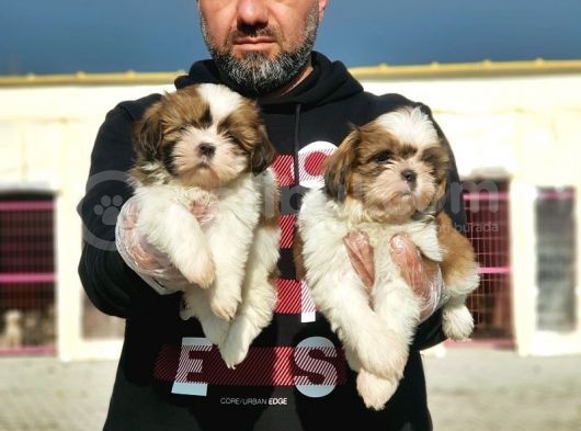 Shi̇h Tzu Yavrusu görsel