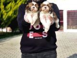 SHİH TZU YAVRUSU