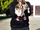 Shi̇h Tzu Yavrusu
