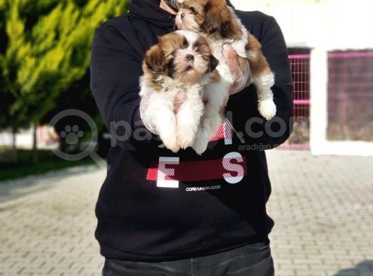 Shi̇h Tzu Yavrusu görsel
