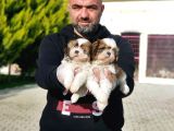 Shi̇h Tzu Yavrusu