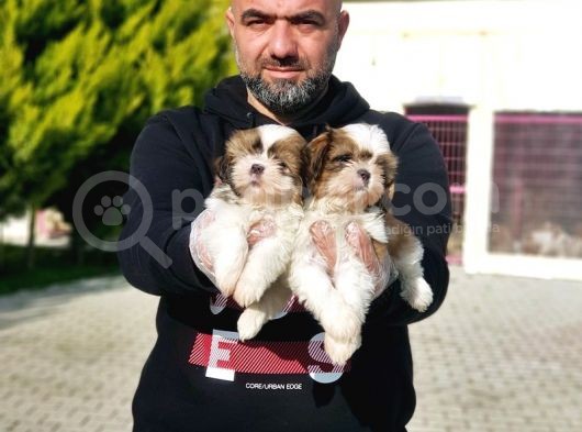 Shi̇h Tzu Yavrusu görsel
