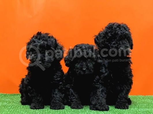 Irk Ve Sağlik Garanti̇si̇ İle Si̇yah Toy Poodle Yavrular görsel