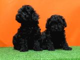 Irk Ve Sağlik Garanti̇si̇ İle Si̇yah Toy Poodle Yavrular
