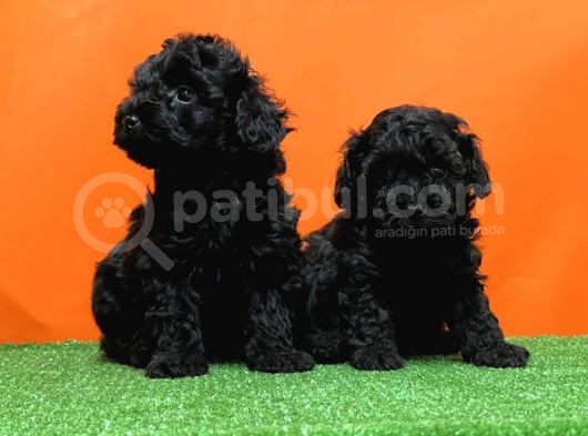 Irk Ve Sağlik Garanti̇si̇ İle Si̇yah Toy Poodle Yavrular görsel