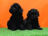 Irk Ve Sağlik Garanti̇si̇ İle Si̇yah Toy Poodle Yavrular