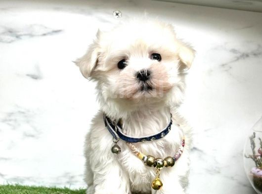 Şi̇ri̇n Maltese Teri̇er Yavrulari görsel