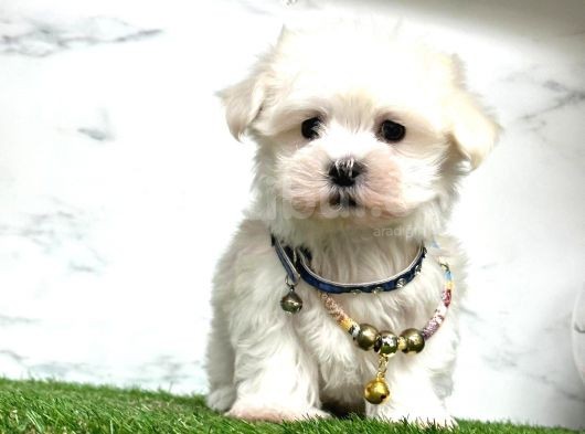 Şi̇ri̇n Maltese Teri̇er Yavrulari görsel