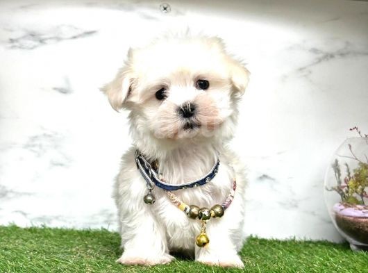 Şi̇ri̇n Maltese Teri̇er Yavrulari
