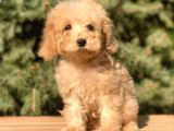 Babyface Maltıpoo Yavrumuz