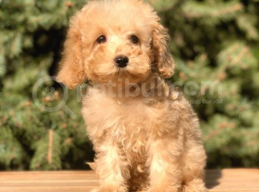 Babyface Maltıpoo Yavrumuz görsel