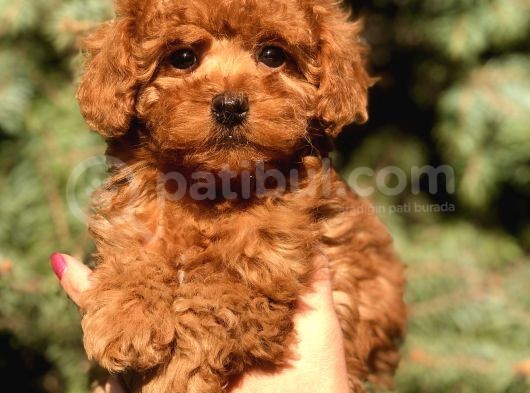 Orjinal Red Toy Poodle görsel