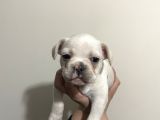 Fluffy Carier Cream DİŞİ