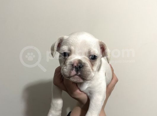 Fluffy Carier Cream Di̇şi̇