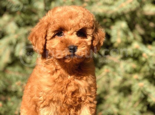 Tr Nin En Özel Toy Poodle Yavruları görsel