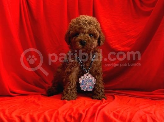 Çi̇kolata Tadindatoy Poodle Yavrulari görsel