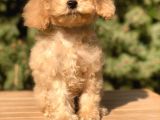 Babyface Maltıpoo Yavrumuz