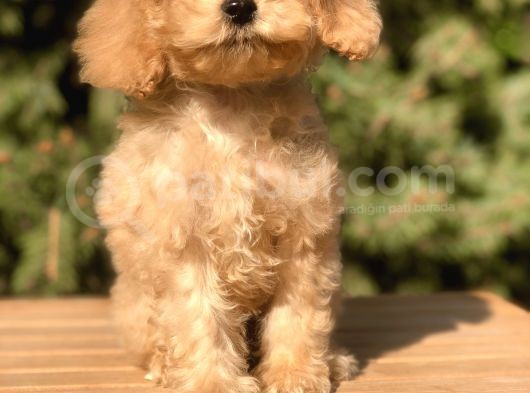 Babyface Maltıpoo Yavrumuz görsel