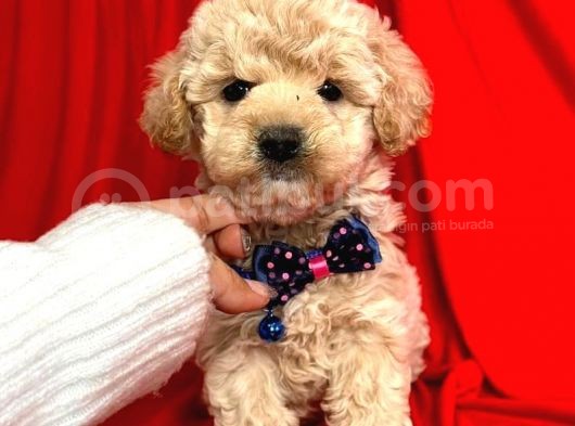 Tatli Tadinda Malti̇poo Yavrulari